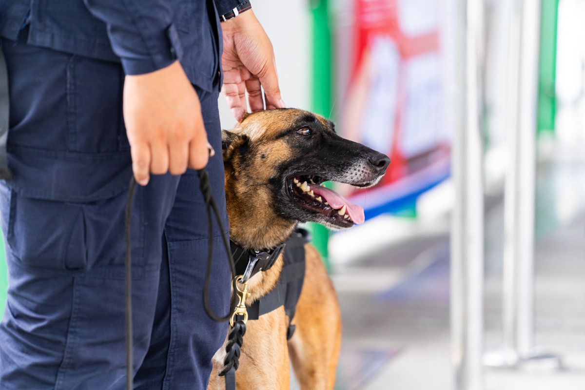 Стой для собаки. Собаки ищейки на вокзалах. Security Dog. Майка для собак охранник. Как должна стоять собака на выставке.