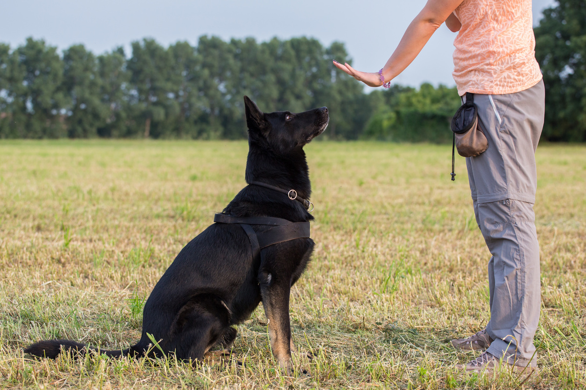 Le comportementaliste canin auto-entrepreneur