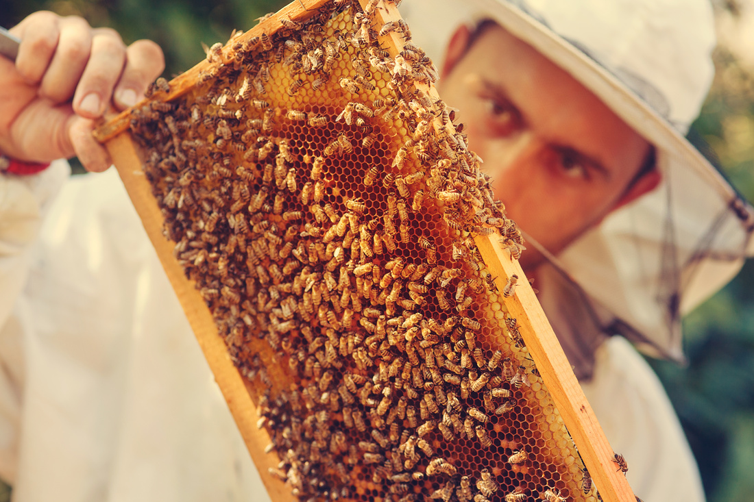 L’apiculteur auto-entrepreneur